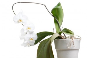 Orchid