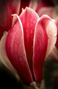 Jak pestovat magnolie 1