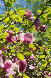 magnolia