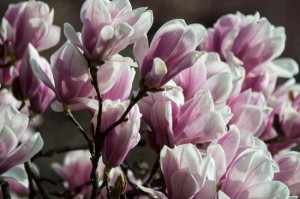 Pink Magnolia Blossom