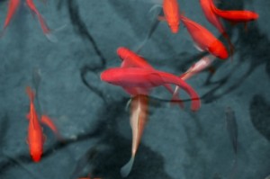 japanese red fish