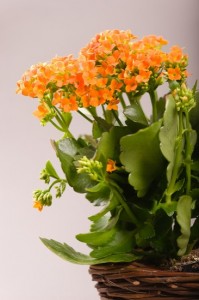Kalanchoe blossfeldiana