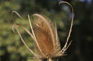 dry thistle