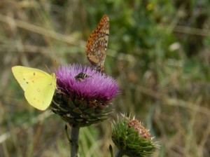 Two butterflies and a bee gathering nectar from thistle