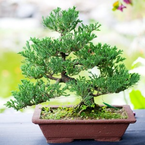 beautiful juniper bonsai  in a botanical garden