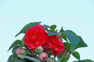 Red Impatiens