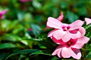 Background - Impatiens Flower