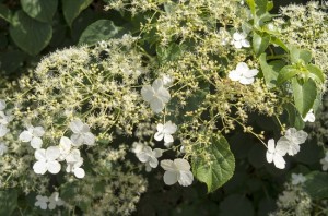 Blooming white Hydrangea in The Netherlands.