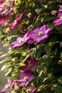 Purple clematis closeup