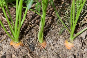 carrots on bed of vegetable garden