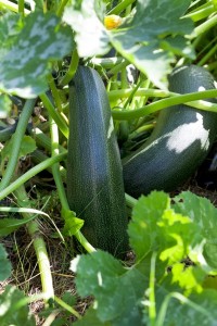 zucchini in vegetable garden