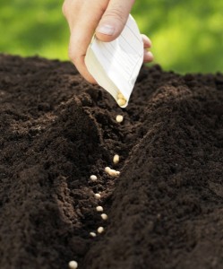 Sowing