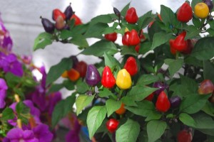 jak na pestovani chilli papricek 2