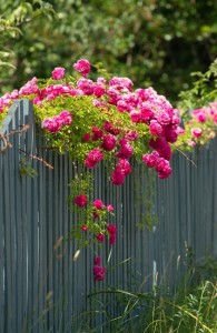 Pink roses on the wooden fence