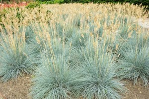 Blue fescue