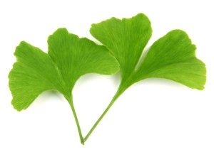 green ginkgo biloba leaves isolated on white background