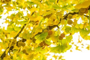 Ginkgo leaves and fruits in autumnal color
