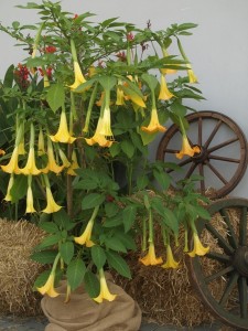 Andelske trumpety - brugmansie