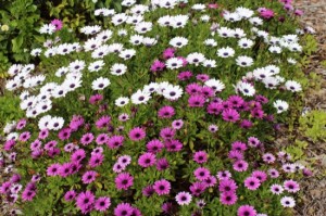 Osteospermum 3