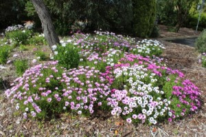 Osteospermum 4
