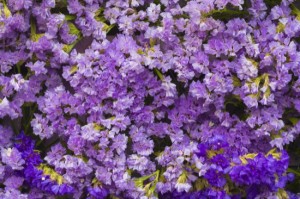 Limonium 1