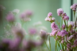 Limonium 3