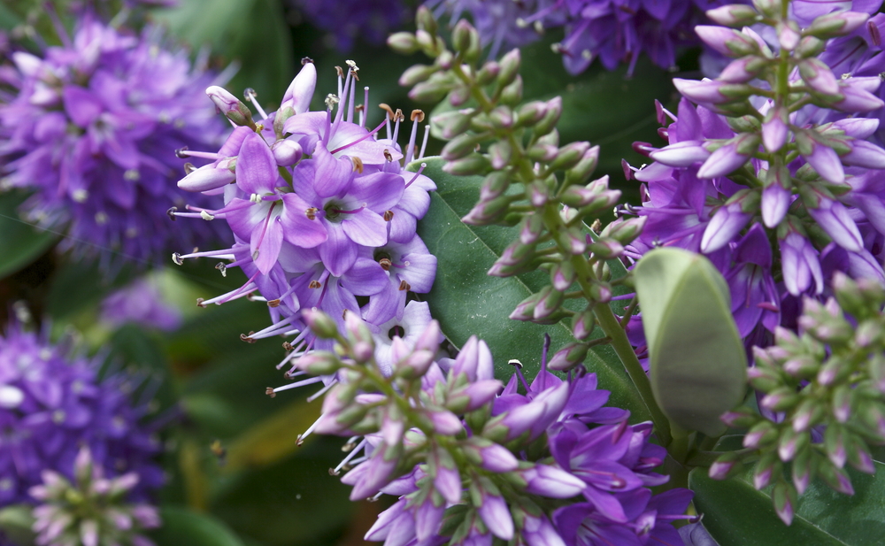 vysadte-si-rozrazil-1-veronica-officinalis