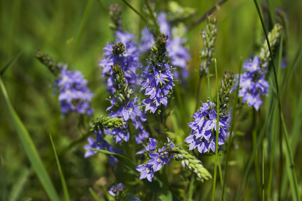 vysadte-si-rozrazil-2-veronica-prostrata