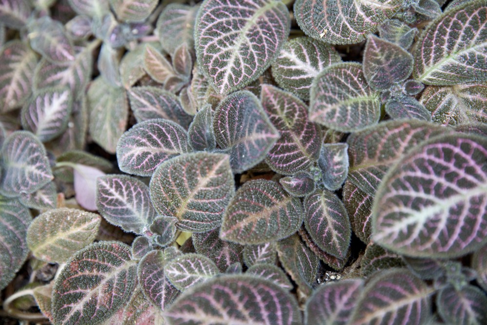 Episcia 1
