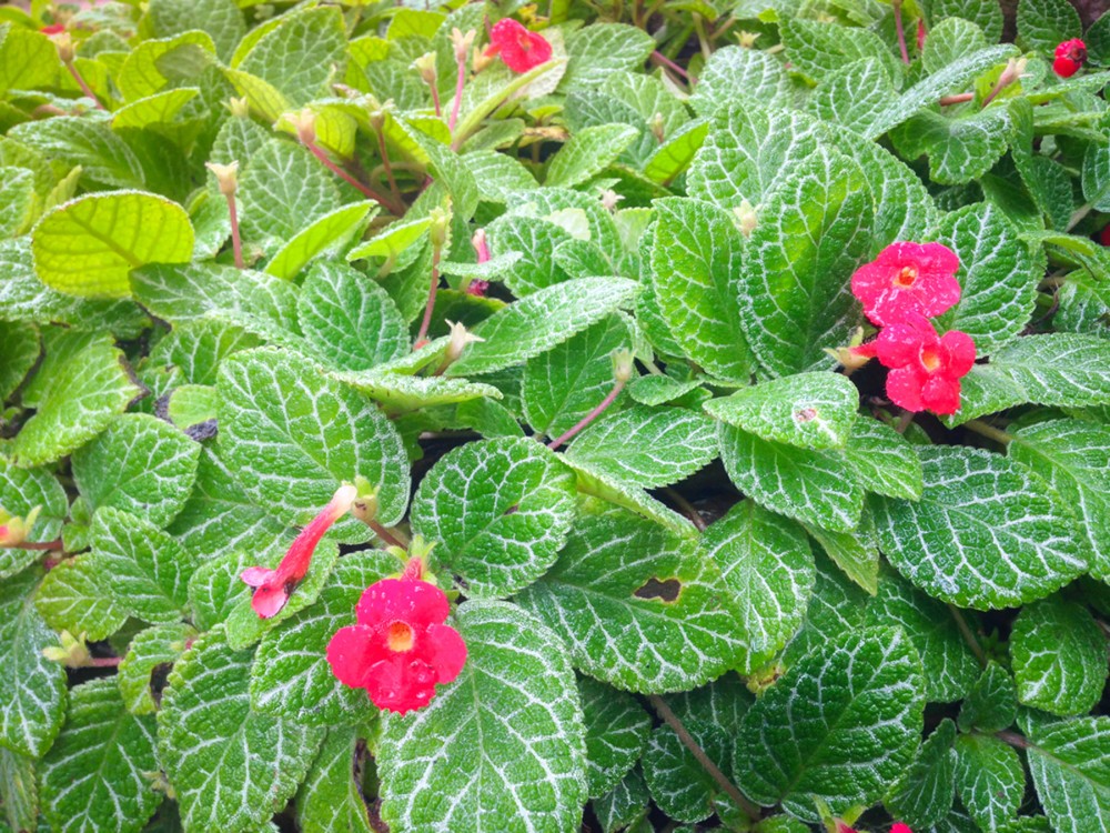 Episcia 2