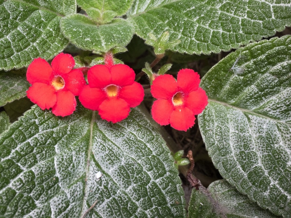 Episcia 3