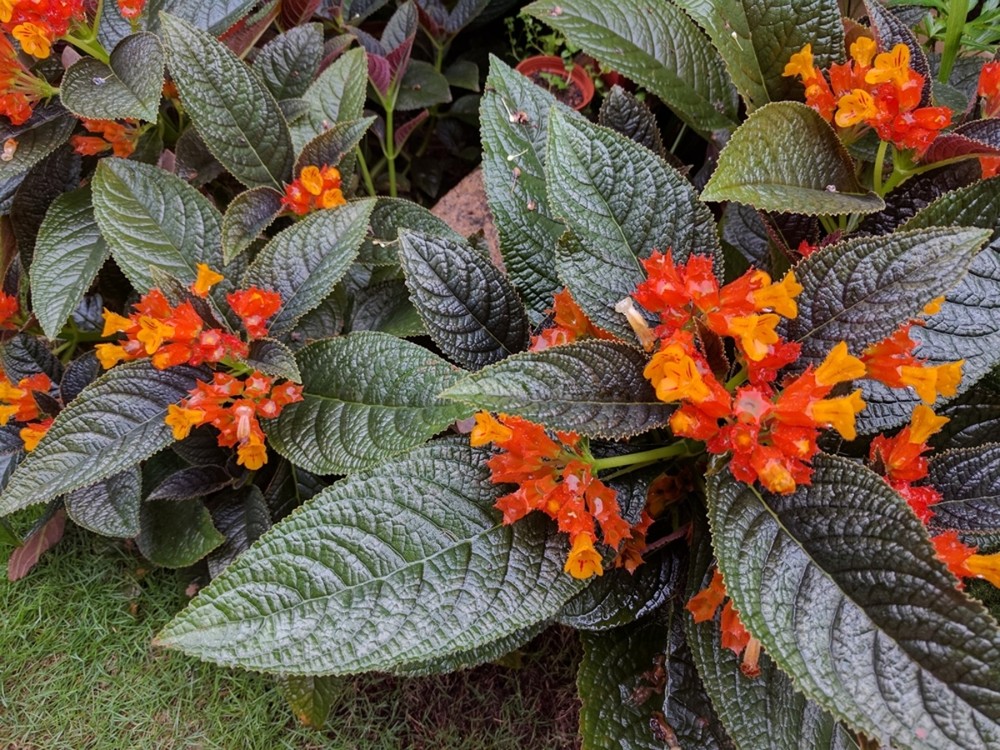 Episcia 4