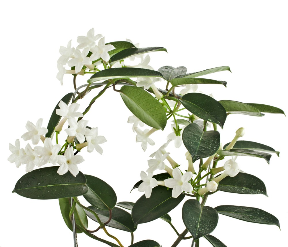 Stephanotis 1