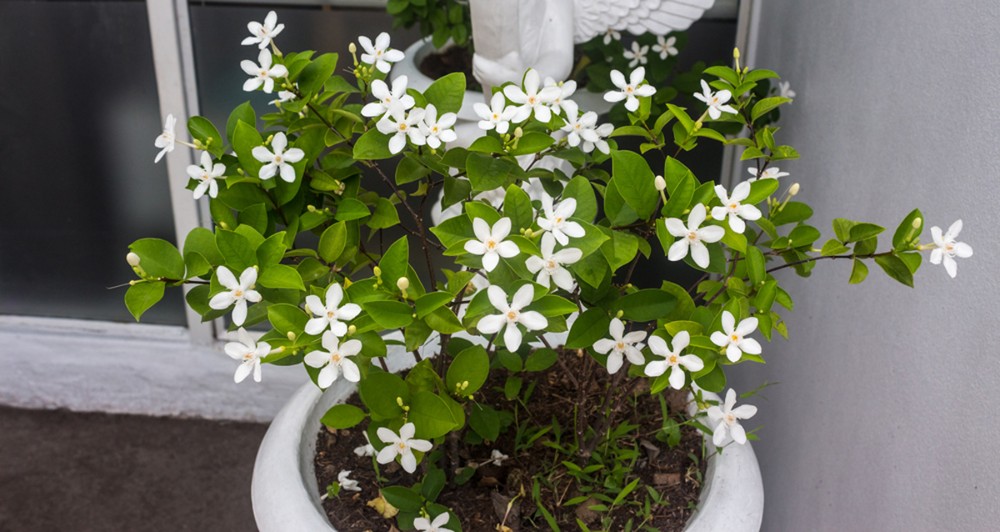 Stephanotis 2