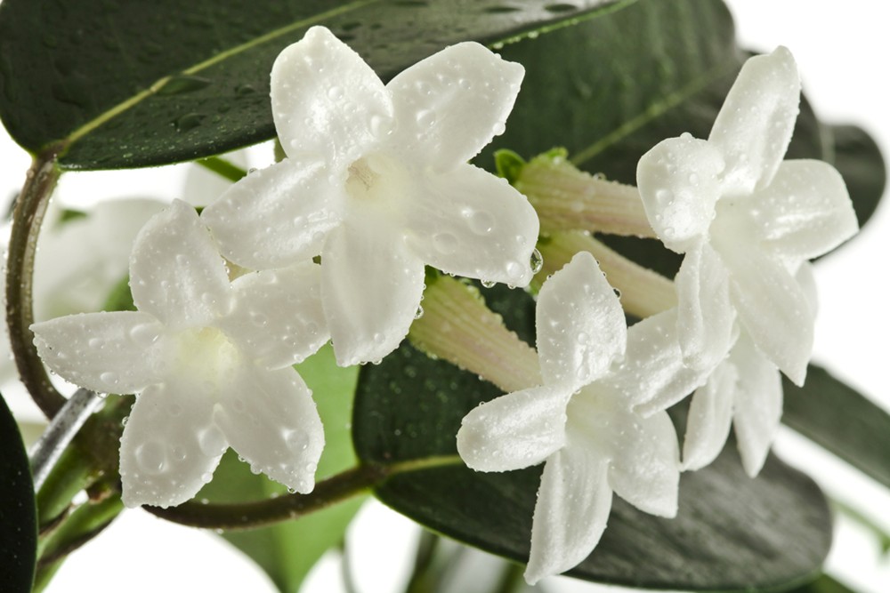 Stephanotis 3