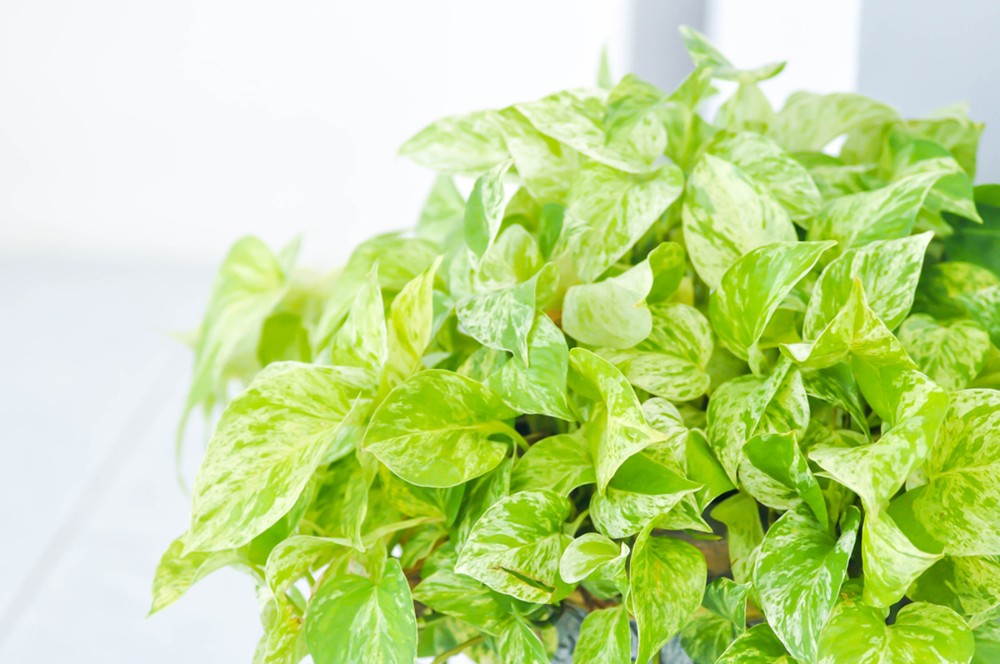 Epipremnum aureum