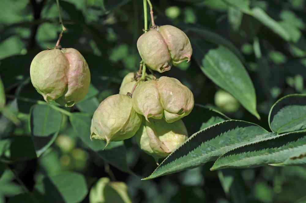 Klokoc zpereny 1