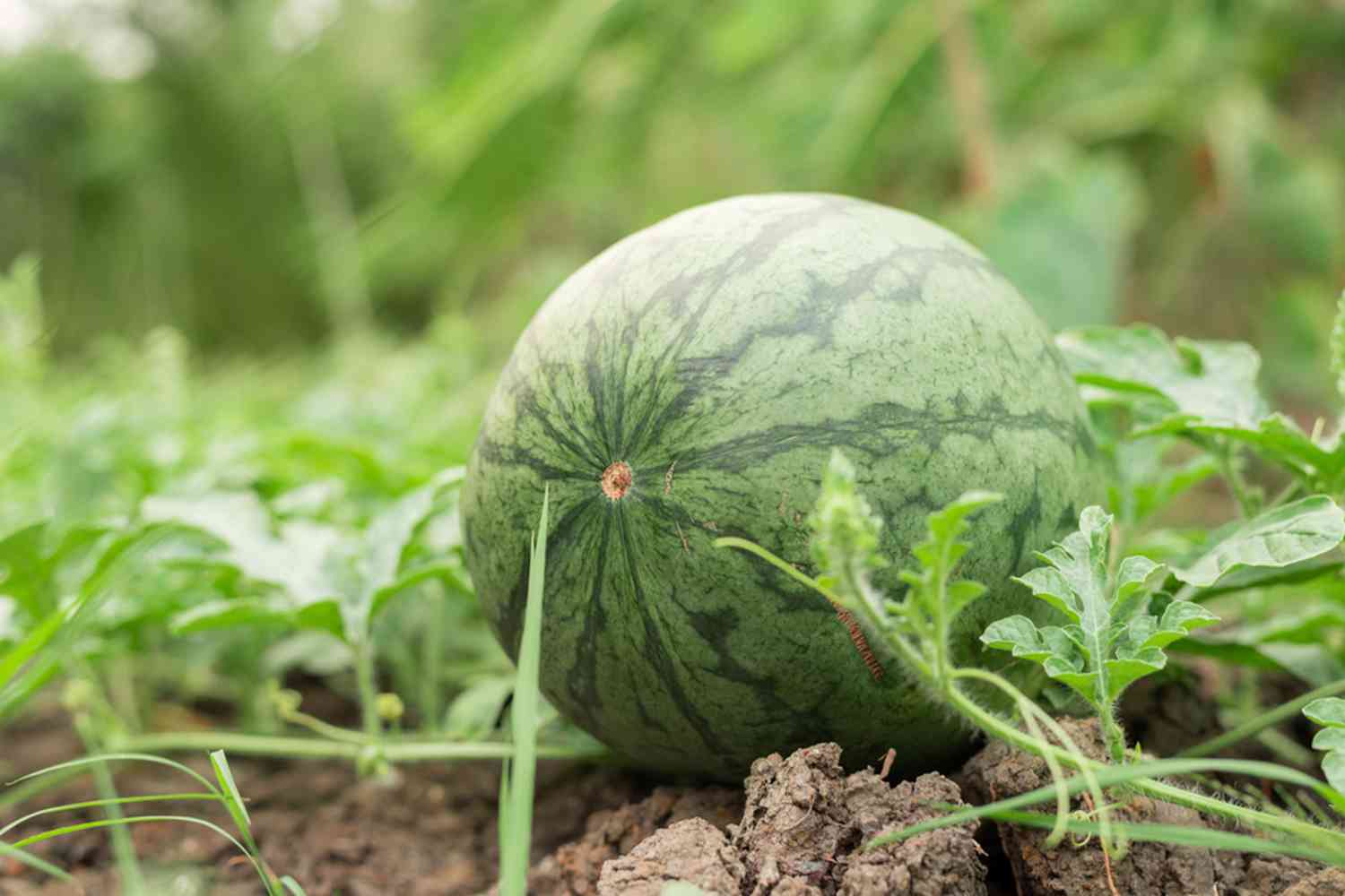 Jak na pestovani melounu v nasich podminkach 1