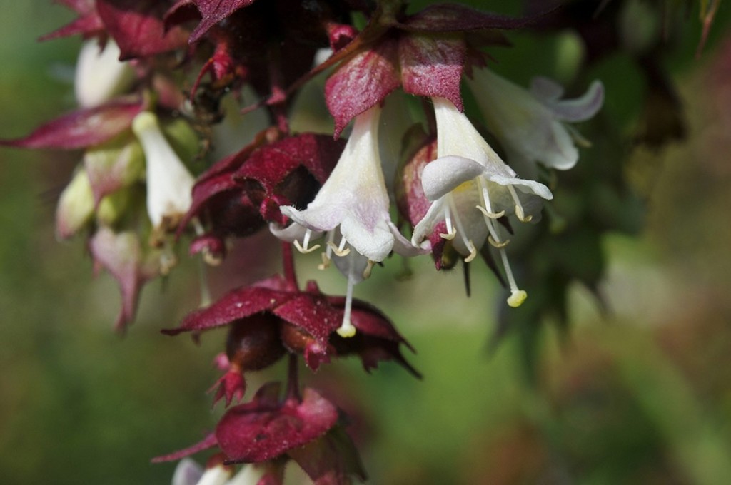 Leycesteria 2