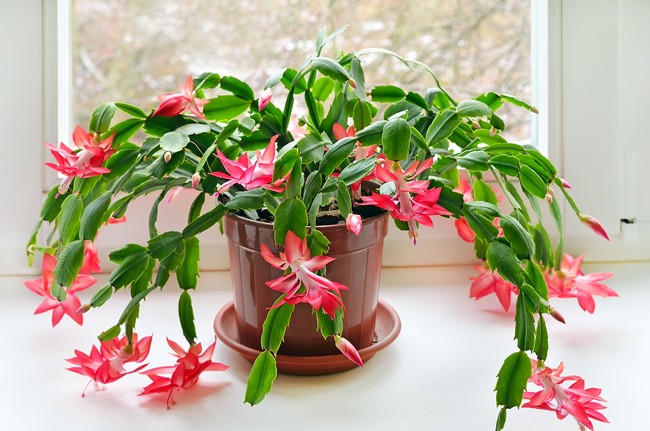 Schlumbergera 1